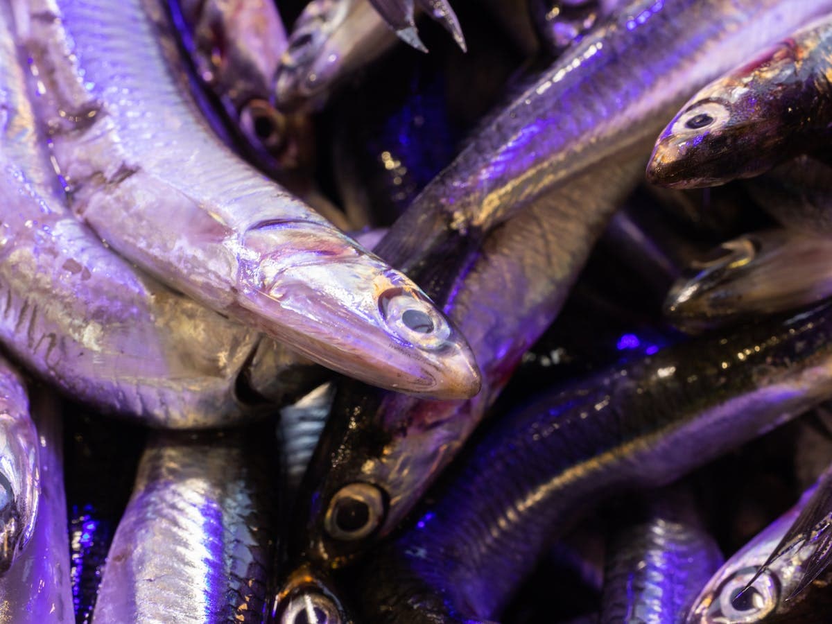 Bayat Hamsi Nasıl Anlaşılır? Taptaze Hamsi mi Yoksa Bayat mı?