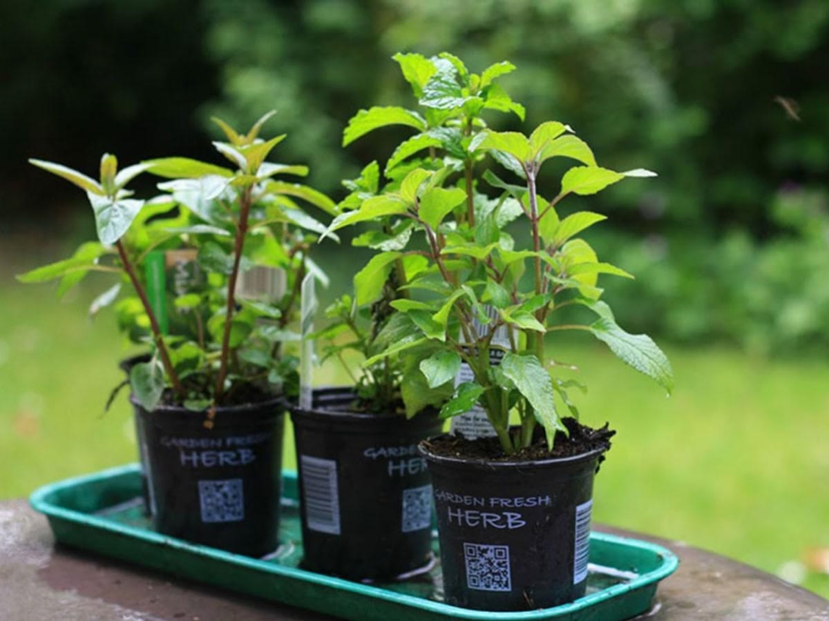 Evde Saksıda Yetiştirebileceğiniz Sebzeler görseli