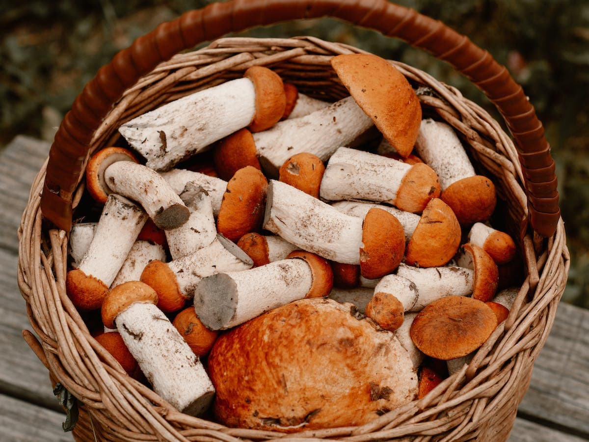 Zehirli Mantar Nasıl Anlaşılır? Zehirli Mantarları Tanımanın Püf Noktaları